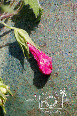 Twining Snapdragon