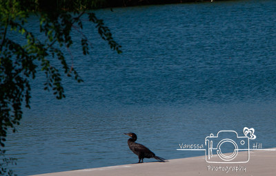 Cormorant