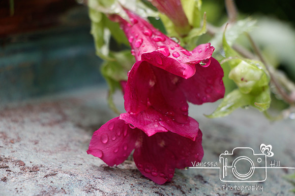 Twining Snapdragon