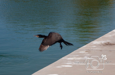 Cormorant
