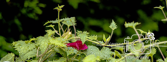 Twining Snapdragon