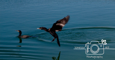 Cormorant