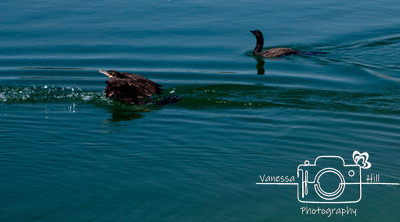 Cormorant