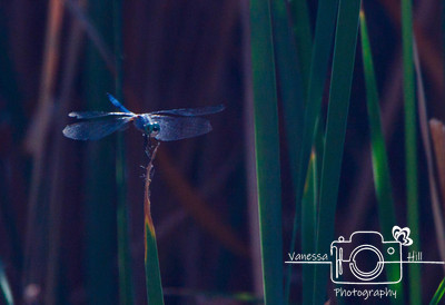 Desert Blue Dragon Fly