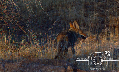 Coyote