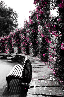 Pink Roses