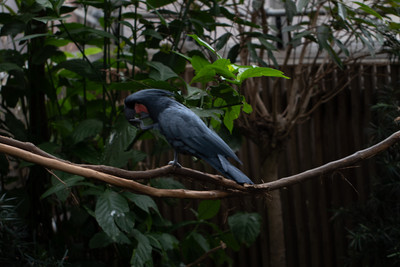 Palm Cockatoo 1