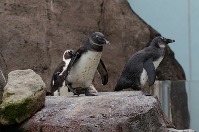 African Penguin Trio