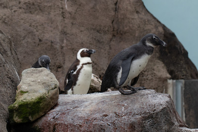 African Penguin Incoming Third