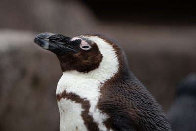 African Penguin 2