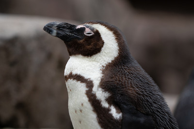 African Penguin 1