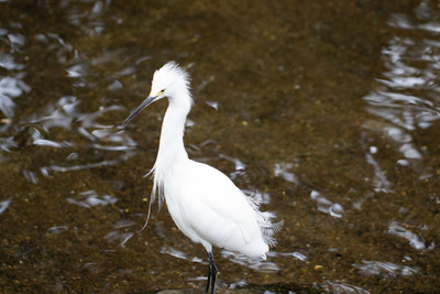 Snowy Egret 2