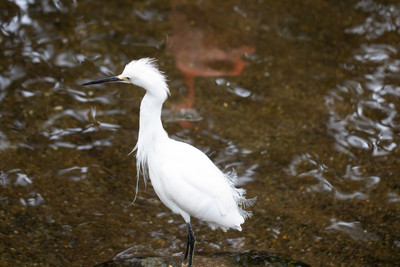 Snowy Egret 1