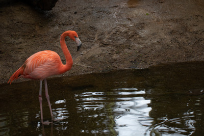American Flamingo