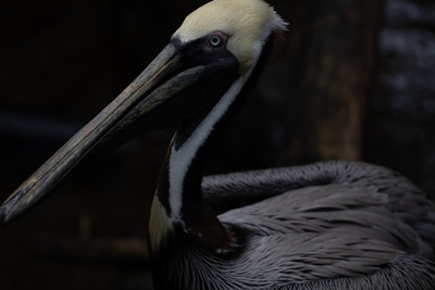 Brown Pelican Close-up