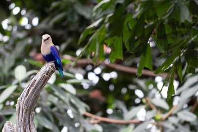 Blue-bellied Roller 2