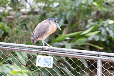 Boat-billed Heron on a Fence 1