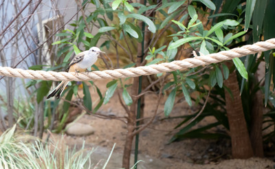 Scissor-tailed Flycatcher 1