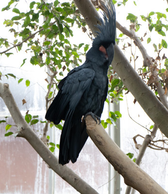 Palm Cockatoo 3