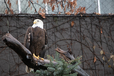 Bald Eagle 2