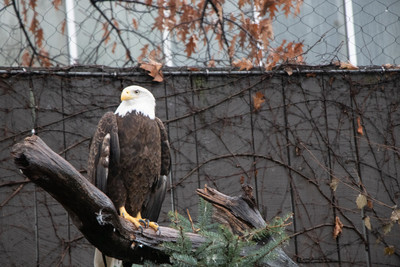 Bald Eagle 1