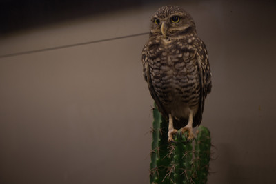 Burrowing Owl 3