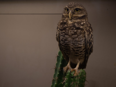 Burrowing Owl 2