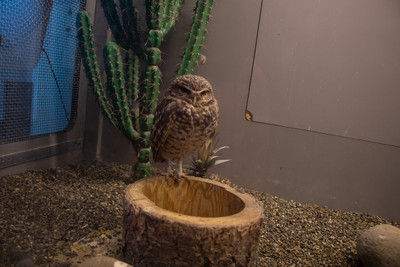 Burrowing Owl 1