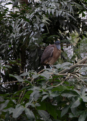 Boat-billed Heron in at Tree