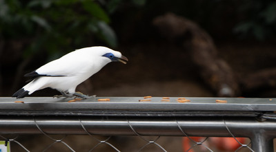 Bali Mynah