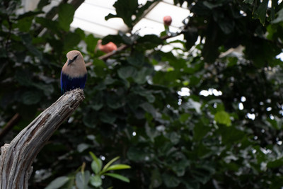 Blue-bellied Roller 1