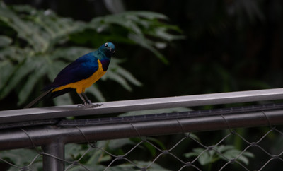 Golden-breasted Starling 2