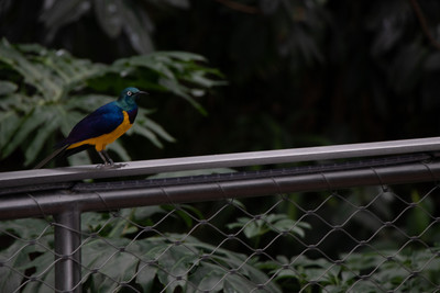 Golden-breasted Starling 1