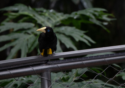 Crested Oropendola 2