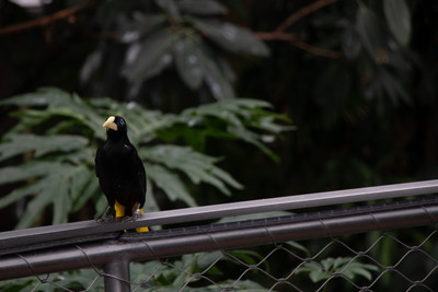Crested Oropendola 1