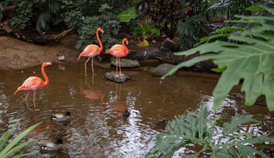 American Flamingo Trio