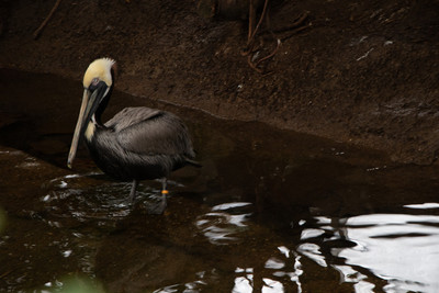 Brown Pelican 3
