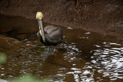 Brown Pelican 2