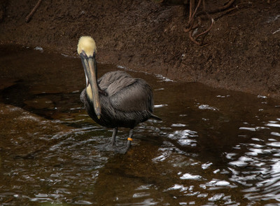 Brown Pelican 1