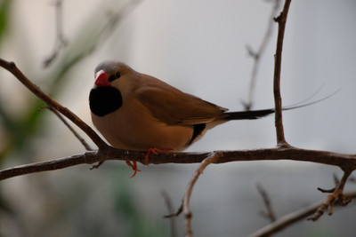 Shaft-tailed Finch 2