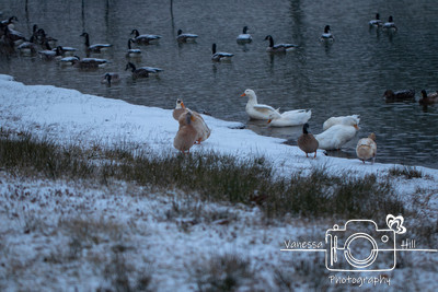 Snow Ducks 1