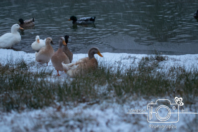 Snow Ducks 3