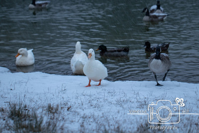 Running Goose
