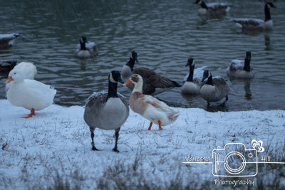 Snow Goose
