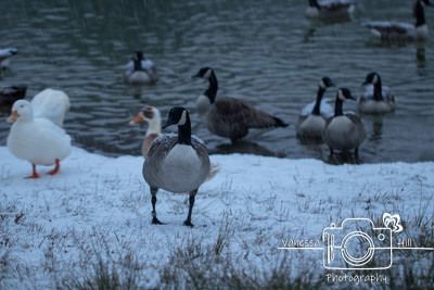 Winter Goose