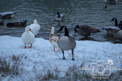 Snow Ducks 4