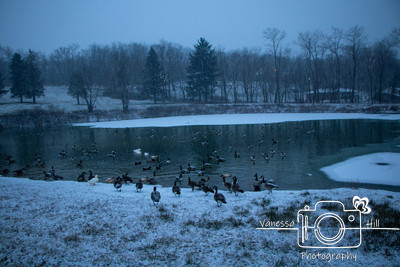 Winter Duck Pond