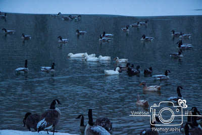 Winter Duck Pond 3