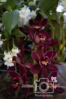 Cybidium Orchids