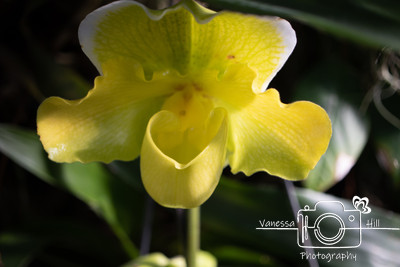Magic Gold Orchid